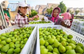 从“卖鲜果”到“卖产品” 山东荣成无花果“全年无闲季”