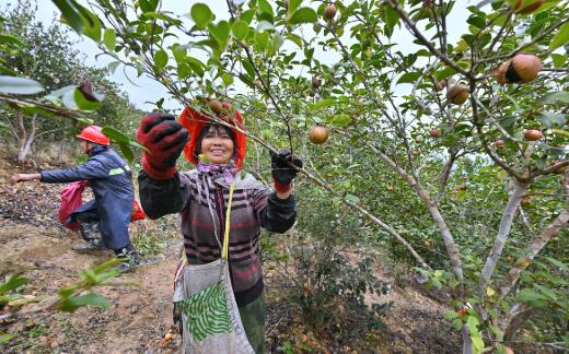 乡村旅游 特色产业 三产融合——福建永泰“三方共富”绘就乡村振兴新图景