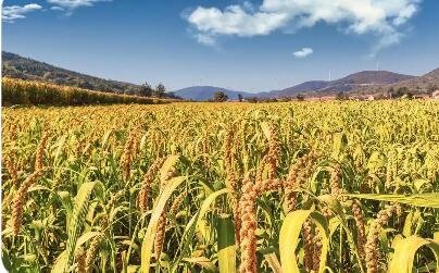 山西：实施农业