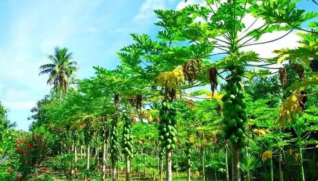 2024年我国热带作物总产值超过2800亿元