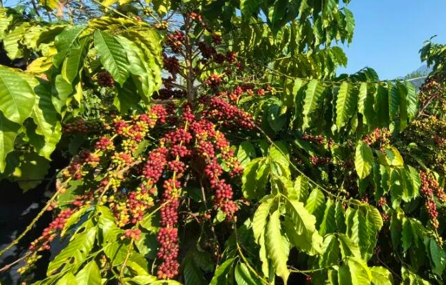 从“云咖”到“国豆”云南咖啡产区实现华丽蜕变