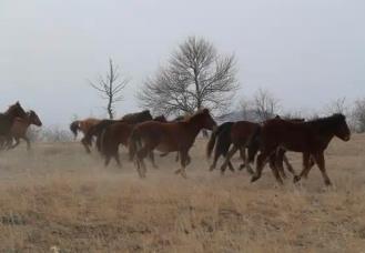 内蒙古巴林右旗：科技赋能 智慧放牧