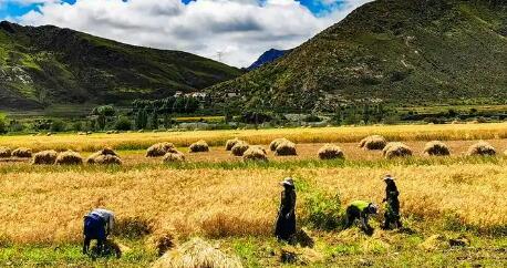 西藏：2025年全区粮食产量再攀新高