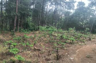 “小魔芋”发挥“大魔力” 陕西汉中镇巴县以林下经济促增收