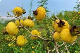 贵州助推特色食品