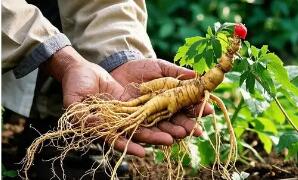 《吉林长白山人参地理标志专用标志使用管理办法》印发