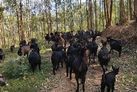 一碗羊肉汤撬动大产业 四川金堂县以黑山羊赋能乡村振兴