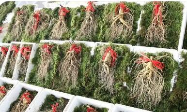 “百草之王”走上进阶路--探寻吉林抚松人参产业高质量发展之路