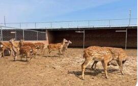 陕西神木：特色养殖“多点开花”兴业富民