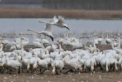 百鸟云集温泉复涌 河南多地生态向好