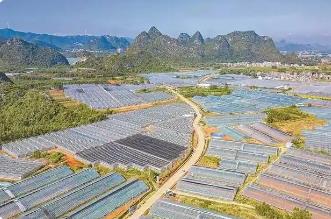广西打造优质蔬菜生产基地