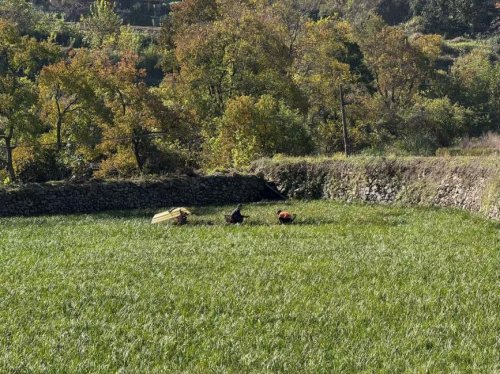 一株石菖蒲“长”出振兴新药香