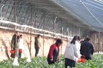 节日消费市场“热”力十足、文化味儿浓 “菜篮子”“果盘子”供应丰富稳定