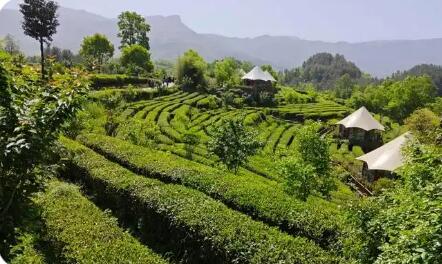 陕西宁强：“绿叶子”变富民强县“金叶子”