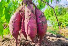 山西甘薯创新成果亮相全国产业博览会