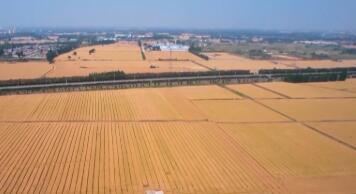 1.43万亿斤！为何今年全国粮食产量再创新高？