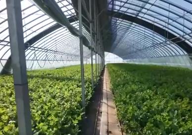 各地冬日果蔬供应量足价稳 丰富节日期间百姓“菜篮子”“果盘子”