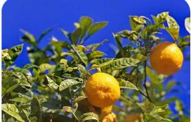 依托山区特色产业浙江常山万千农户走出“共富路”