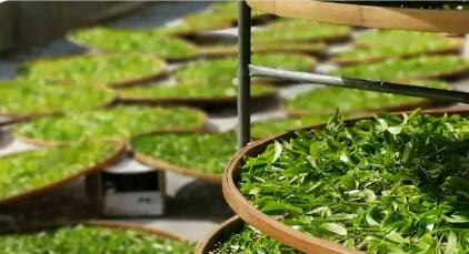 茶叶出口欧盟面临的技术性贸易措施挑战与应对