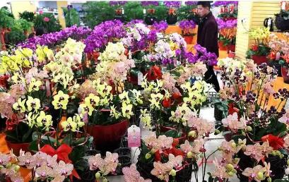 2025年前11月云南出口鲜切花规模居全国首位