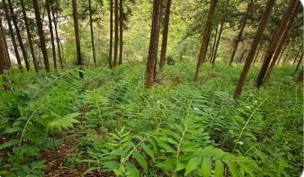 贵州林下黄精产业：打绿色生态牌，走精深加工路