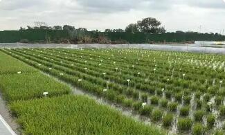 海南发布南繁种业标准体系赋能种业高质量发展