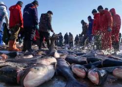 黑龙江如何做好“冷水鱼＋”大文章