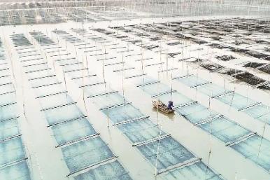 “中国坛紫菜之乡”福建省福鼎市：紫菜产销两旺