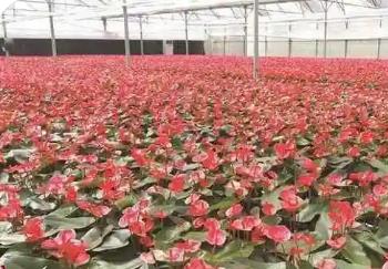 广东各地百万亩“繁花”迎新年