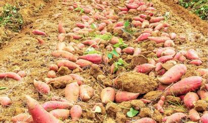 山西运城甘薯产业精准施策寻求新突破