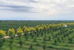 内蒙古敖汉旗：生态答卷亮眼 特色产业富民