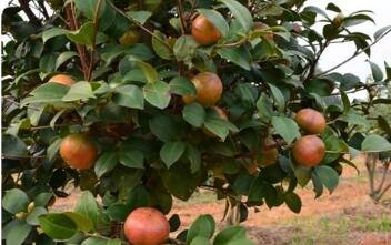破解“下山难”提升价值链 浙江青田油茶全链机械化开辟富民路