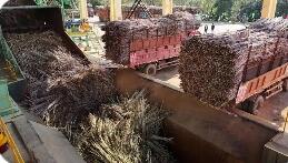 确保将一根甘蔗“吃干榨尽” 广西来宾构建五大循环经济产业链