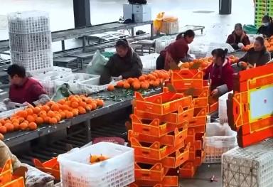 科技加持让致富果“甜”上加“值” “颜值关”叠加“低碳关”成为农产品过硬竞争力