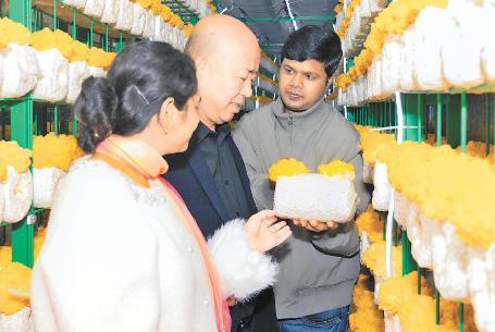 山东临清打造北方金耳之乡