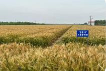 四年攻关培育兼顾产量与口感的良种——旱碱麦的逆袭