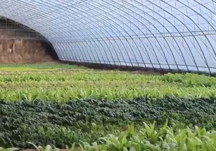 “新技术+冷链+精准把控”保障蔬果供应锁鲜快达 百姓“菜篮子”物丰质优