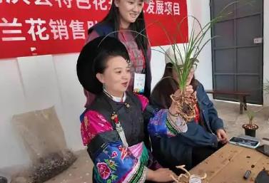 “中国名兰之乡”云南省鹤庆县：让传统花卉成增收致富新引擎