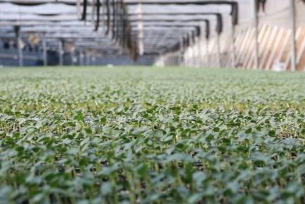 潍坊昌乐：“好种苗”赋能“强产业” 擦亮“中国西瓜之乡”金招牌