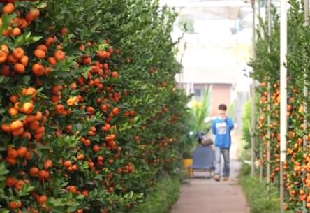 广东顺德“年桔之乡”迎来丰收旺季 海外订单陆续出货