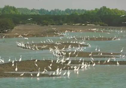 广东“十四五”海洋生态保护交出“硬核”答卷