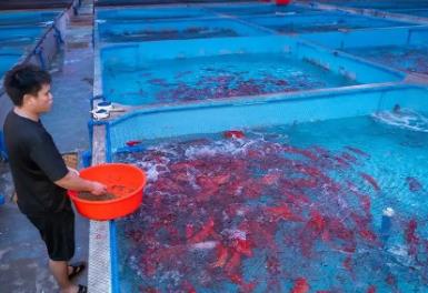 中国东星斑之乡，居然是海南这个小城