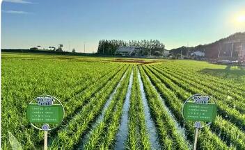 全链发展提质效 品类拓展促增收——黑龙江定制农业发展一线观察