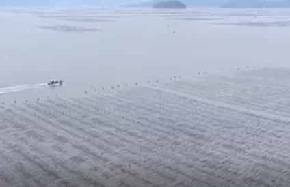 首批在南方培育和养殖的裙带菜苗成功投产 产业链融合拓展致富“新空间”