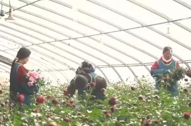 科技赋能“鲜花经济”花开更“艳” 百姓在繁花美景中迎接新的一年