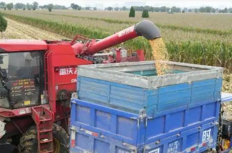 从趴地菠菜到豫农优品 河南如何耕好农业强省“三块田”