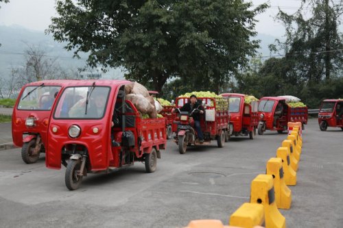 涪陵榨菜“订单+服务”赋能，扎实推进青菜头收购高效有序开展