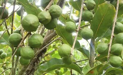 从“收一土锅”到富民兴边 云南临沧镇康县澳洲坚果走上蜕变路