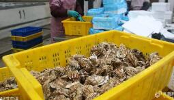 “中国牡蛎之乡”产值突破百亿 税务合规同步提升