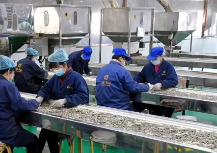 河套葵花籽成为“蒙字号”农产品出海旗手